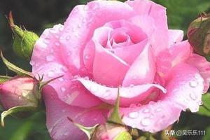 月季花和玫瑰花的区别在哪里图片大全（月季花和玫瑰花的区别?）