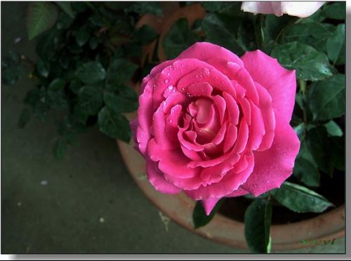 月季花和玫瑰花的区别在哪里图片大全（月季花和玫瑰花的区别?）