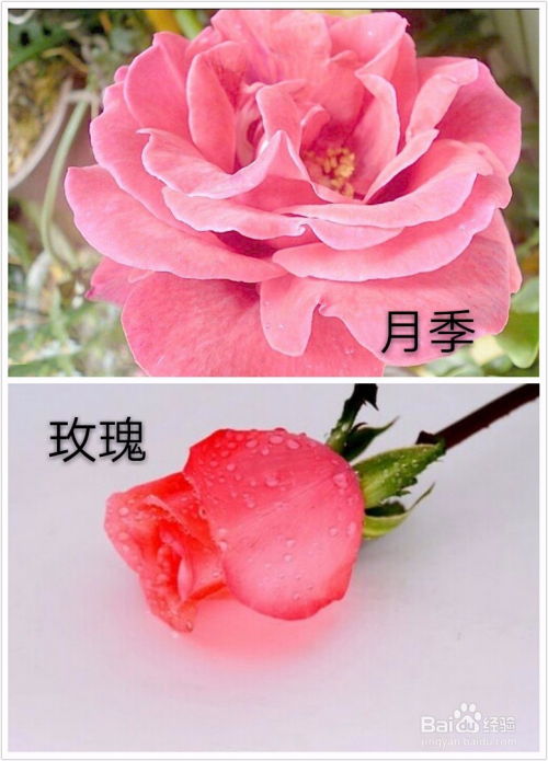 月季花和玫瑰花有哪些区别（月季花和玫瑰花有何区别）