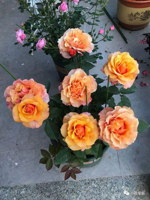 月季花和玫瑰花是一个品种吗（月季花和玫瑰花是一个品种吗图片）