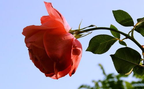 月季花和玫瑰花有哪些区别（月季花和玫瑰花有什么区别?）