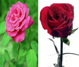 月季花和玫瑰花有什么区别吗视频（月季花和玫瑰花有什么区别吗视频教程）