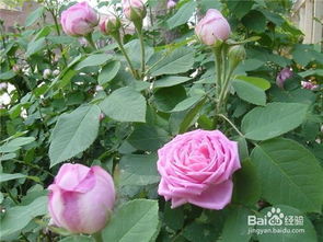 月季花和玫瑰花的区别在哪里图片大全（月季花和玫瑰花的区别在哪里图片大全集）