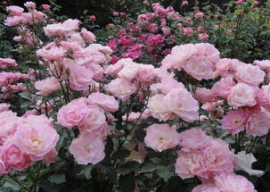 玫瑰花干花和月季花干花的区别（干玫瑰花和干月季花功效）