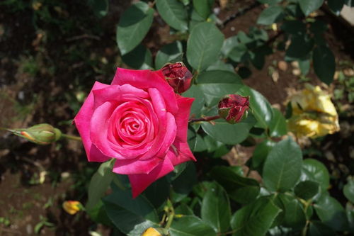 月季花与玫瑰花是一种花吗图片（月季花和玫瑰花是不是一个品种）