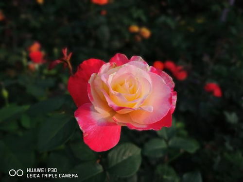 月季花和玫瑰花的区别在哪里图片（月季花和玫瑰花的区别在哪里图片大全）