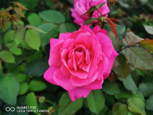 月季花和玫瑰花的区别在哪里图片（月季花和玫瑰花有什么区别吗）