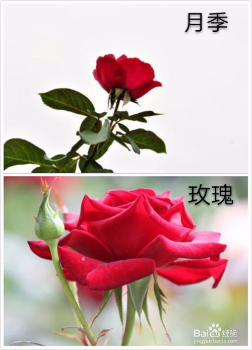 月季花和玫瑰花的区别在哪里图片大全（月季花和玫瑰花的区别在哪里图片大全）