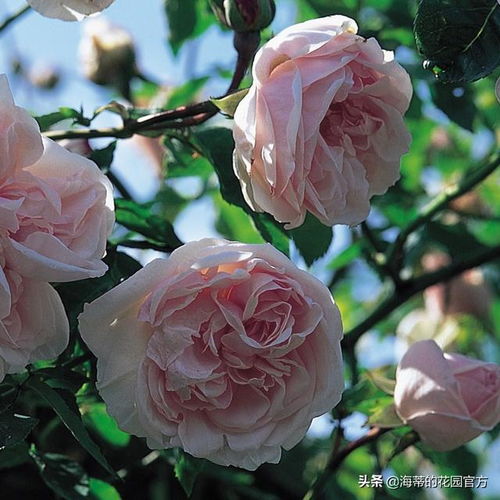 月季花和玫瑰花的区别在哪里图片大全（月季花和玫瑰花的区别在哪里图片大全图解）