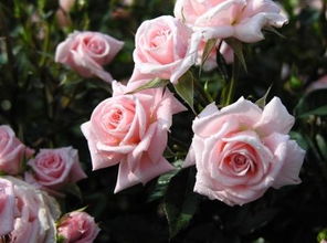 月季花和玫瑰花有什么区别?（玫瑰花有几种品种）