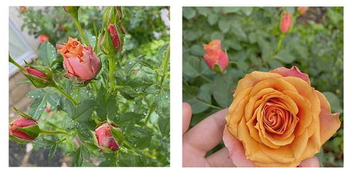 月季花和玫瑰花的对比图（月季花和玫瑰花的对比图怎么画）