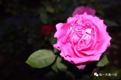 月季花与玫瑰花有何区别（月季花和玫瑰花的区别?）