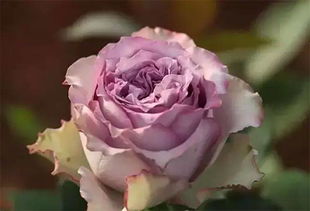 月季花和玫瑰花是不是一个品种（月季花和玫瑰花有什么区别是一样的吗）